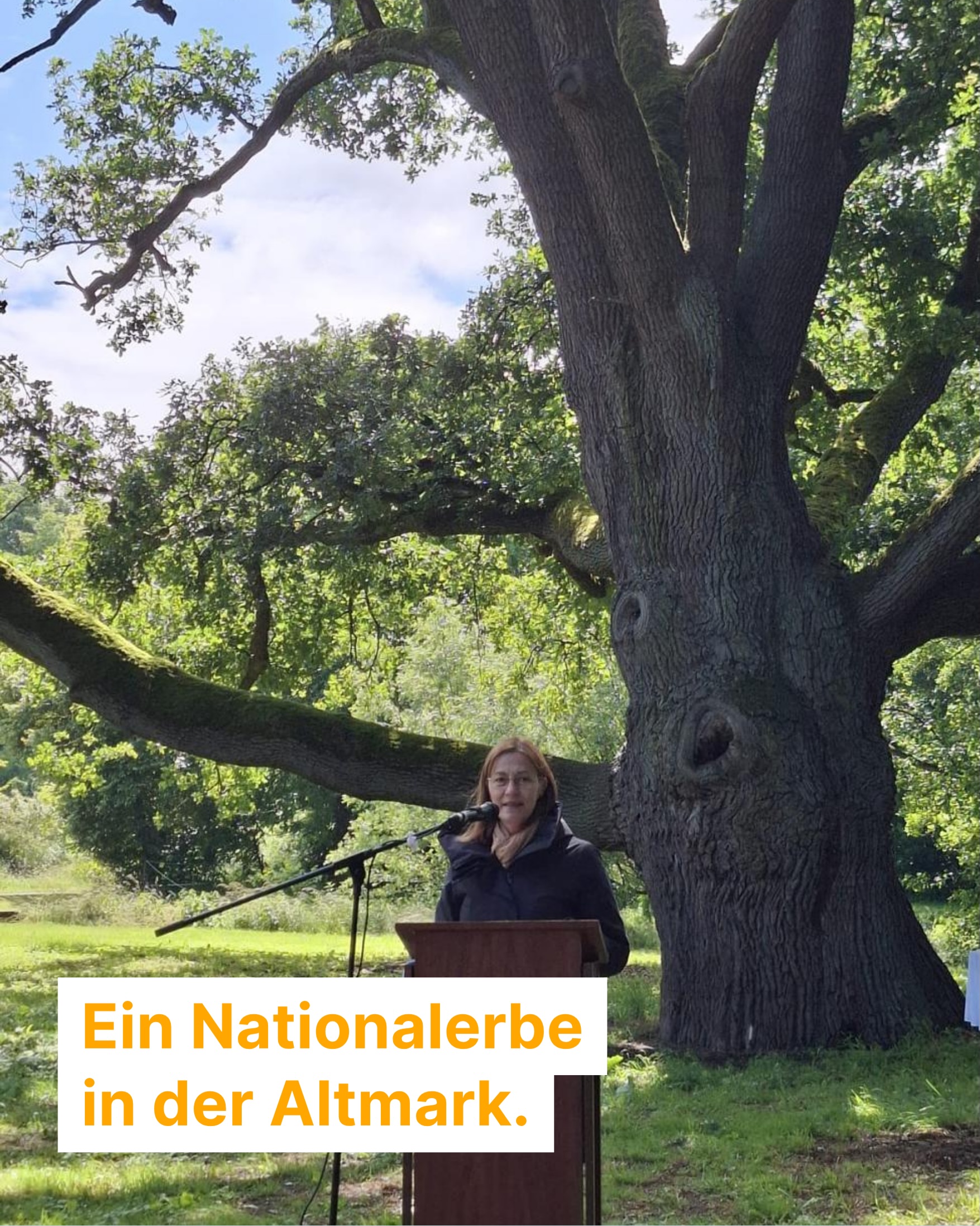 🌳✨ Manche Bäume erzählen Geschichte
